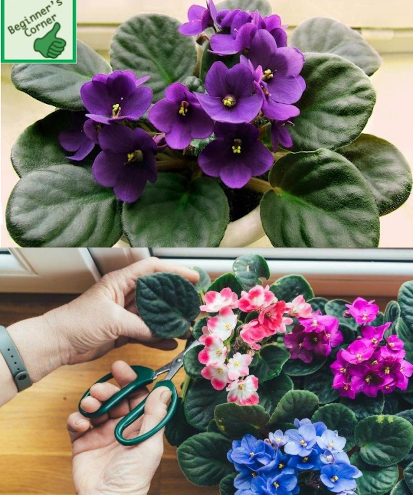 10 Tips To Keep Your African Violet Bloom All Year Round🌱