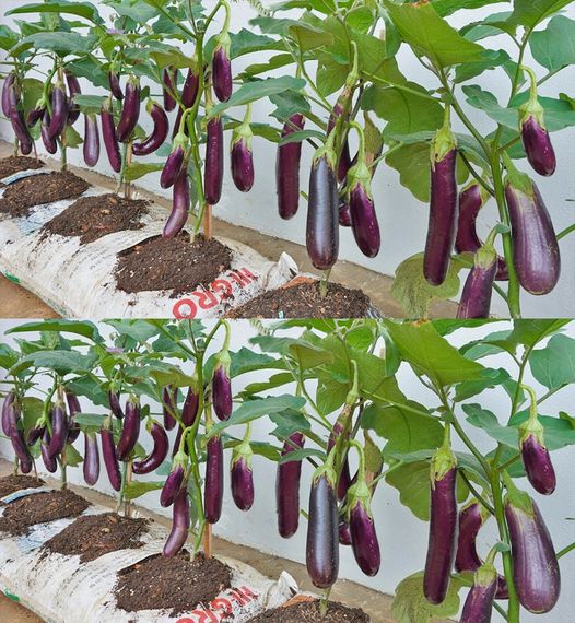 15 Most Typical Eggplants To Grow 🌱