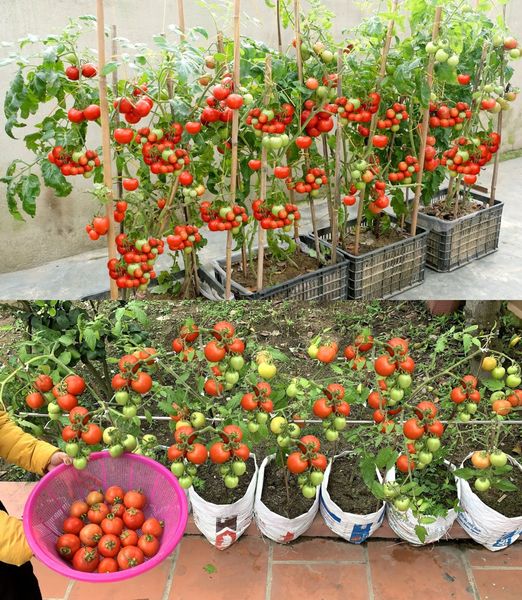 4 Tips For Growing Terrific Tomatoes In Containers🌱