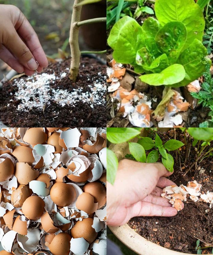 How to use Egg shells as fertilizer🌱