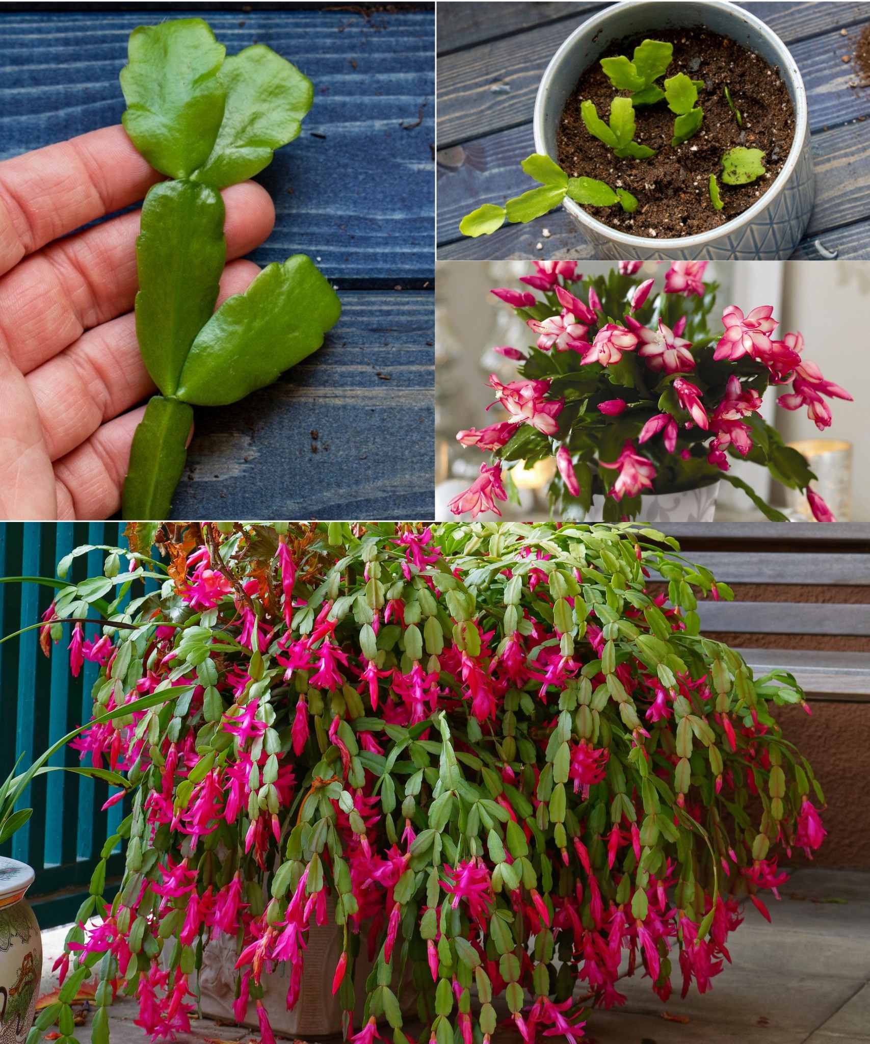 How to grow a Christmas cactus from cuttings, quickly and easily🌱