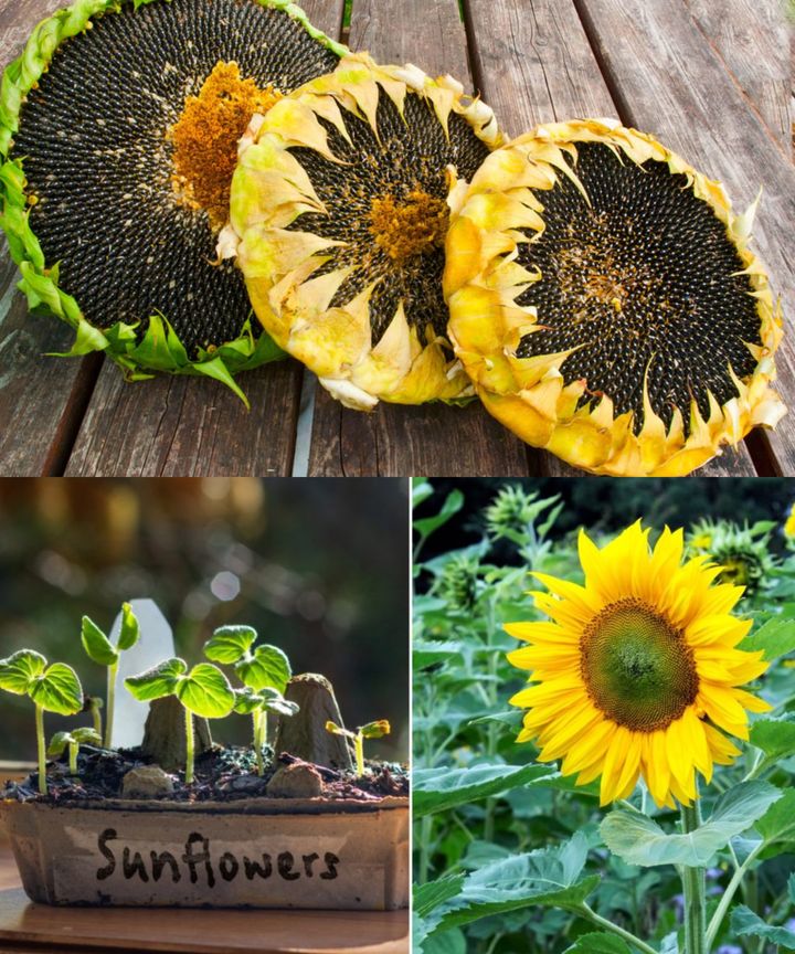 Sunflower Cultivation: Sowing, Growing, and Harvesting Guide🌱