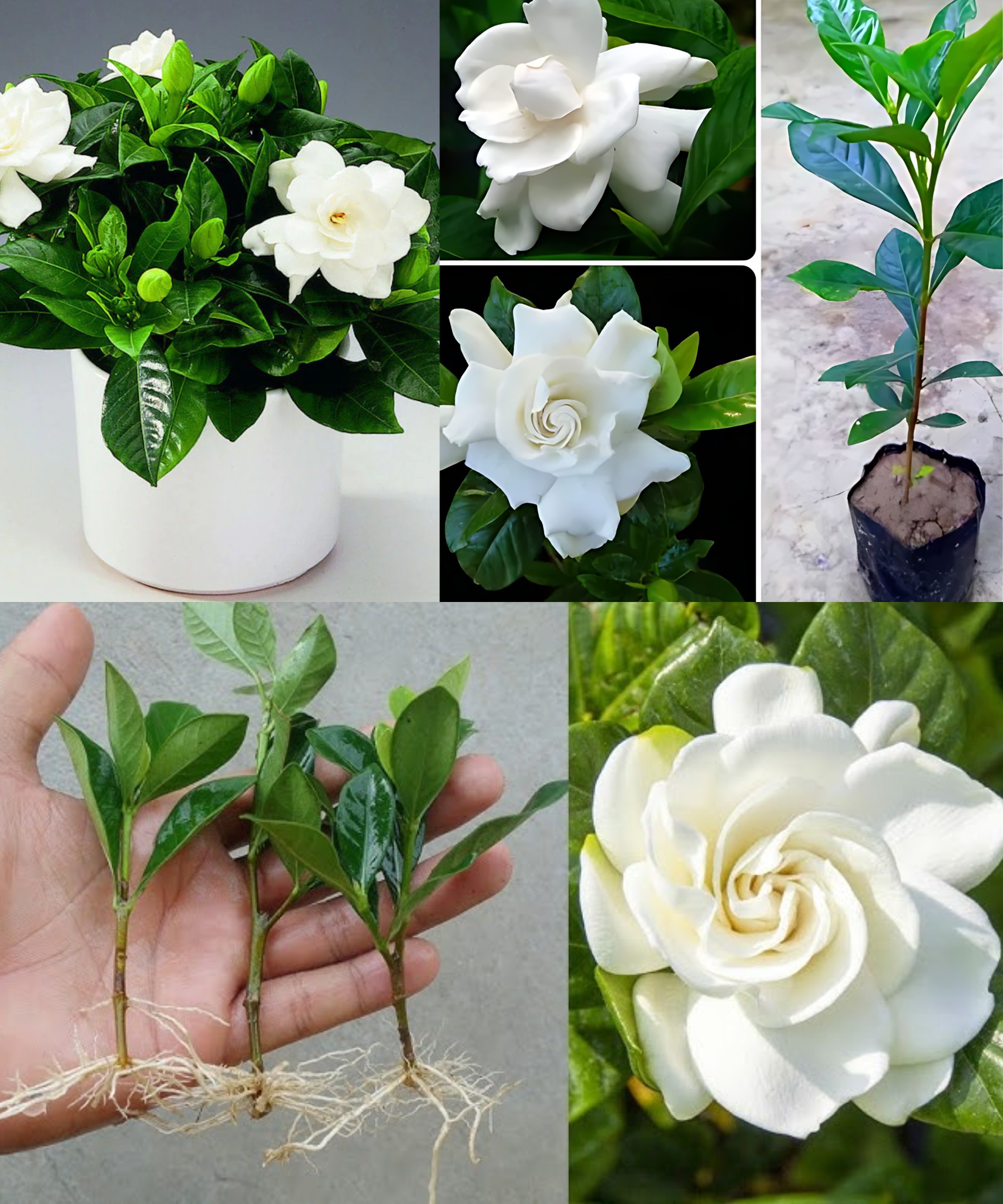 Propagating Gardenias from Cuttings: A Step-by-Step Guide and Care Instructions🌱