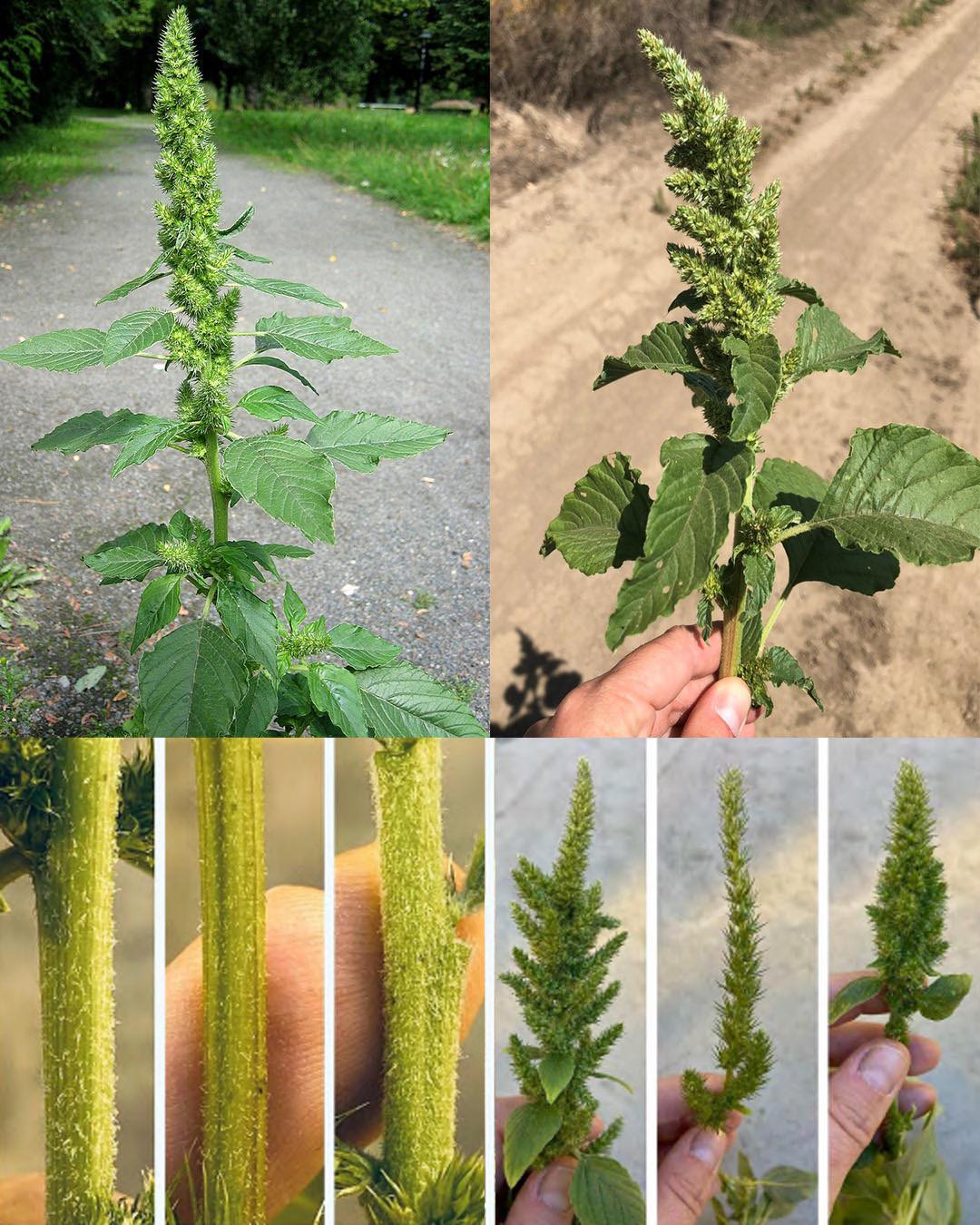 Most People Don’t Know How Important is This Plant: Pigweed🌱