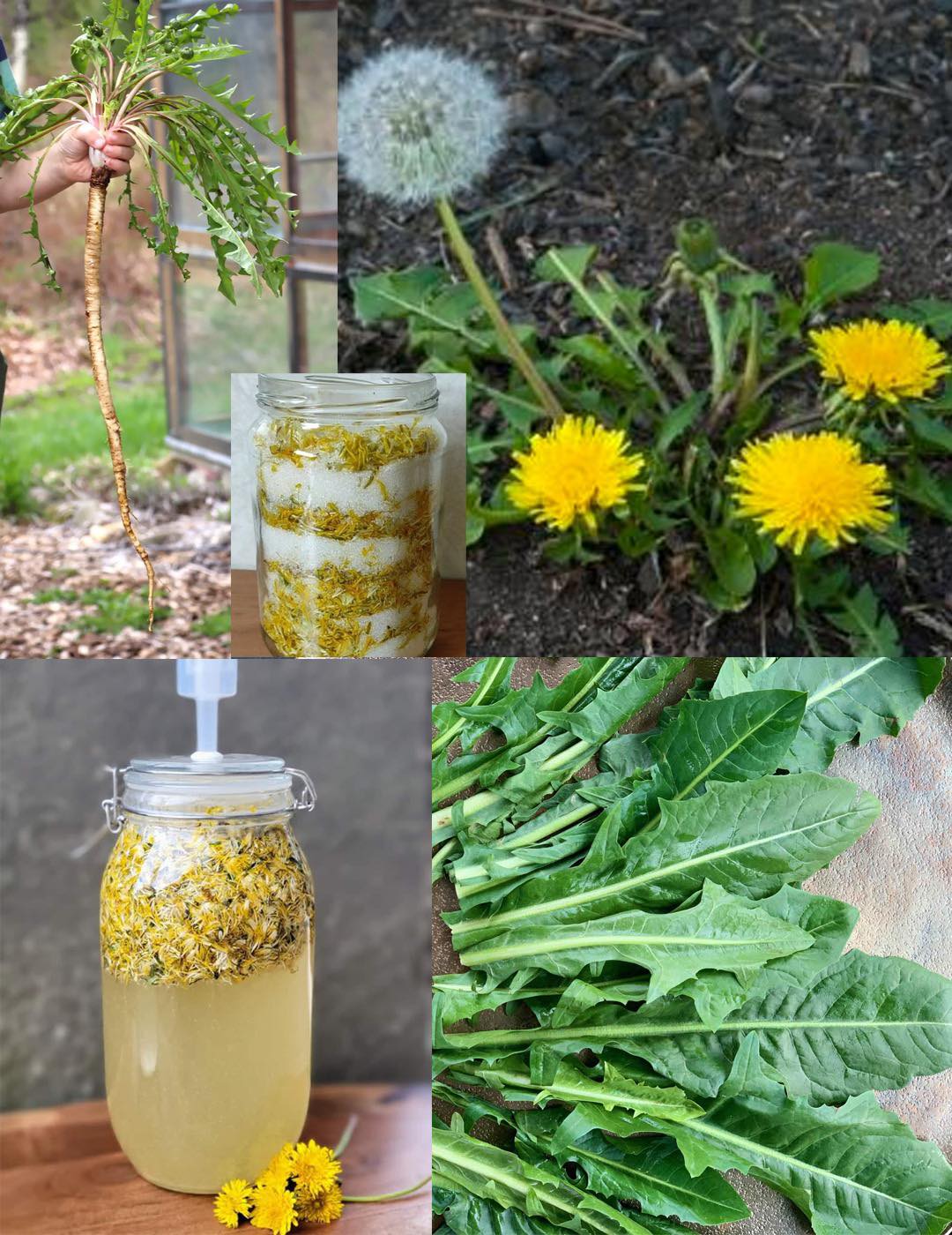 How to Grow Dandelion: A Superplant for Health🌱