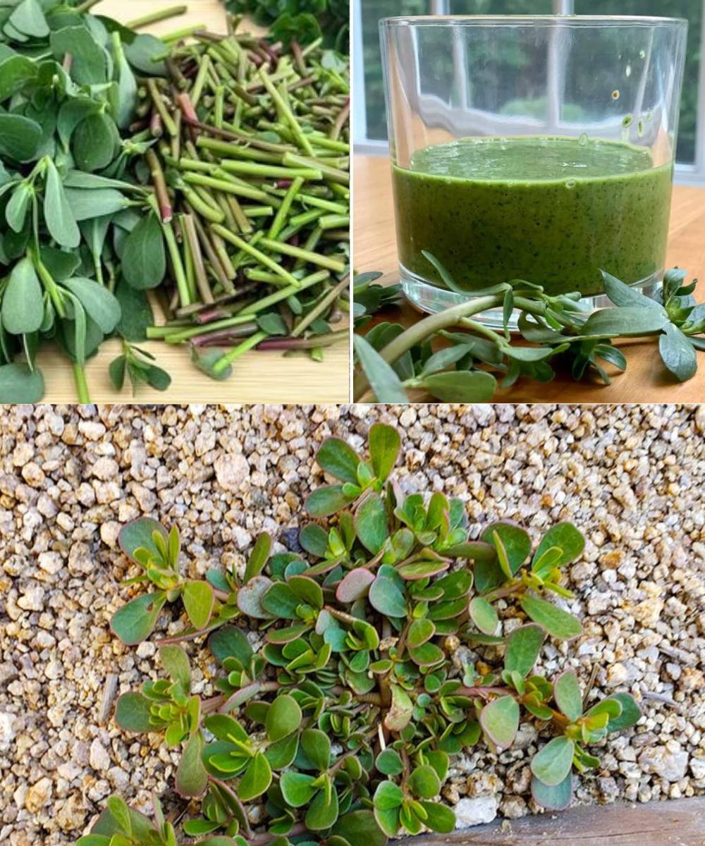 Top 8 Amazing Benefits of Purslane You Must Know of Most People Underestimate the Importance of This Plant: Purslane 🌱