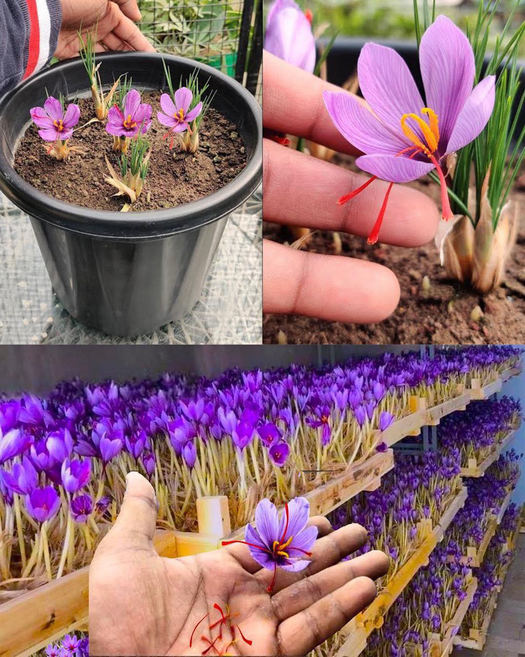 How to Plant and Grow Saffron🌱