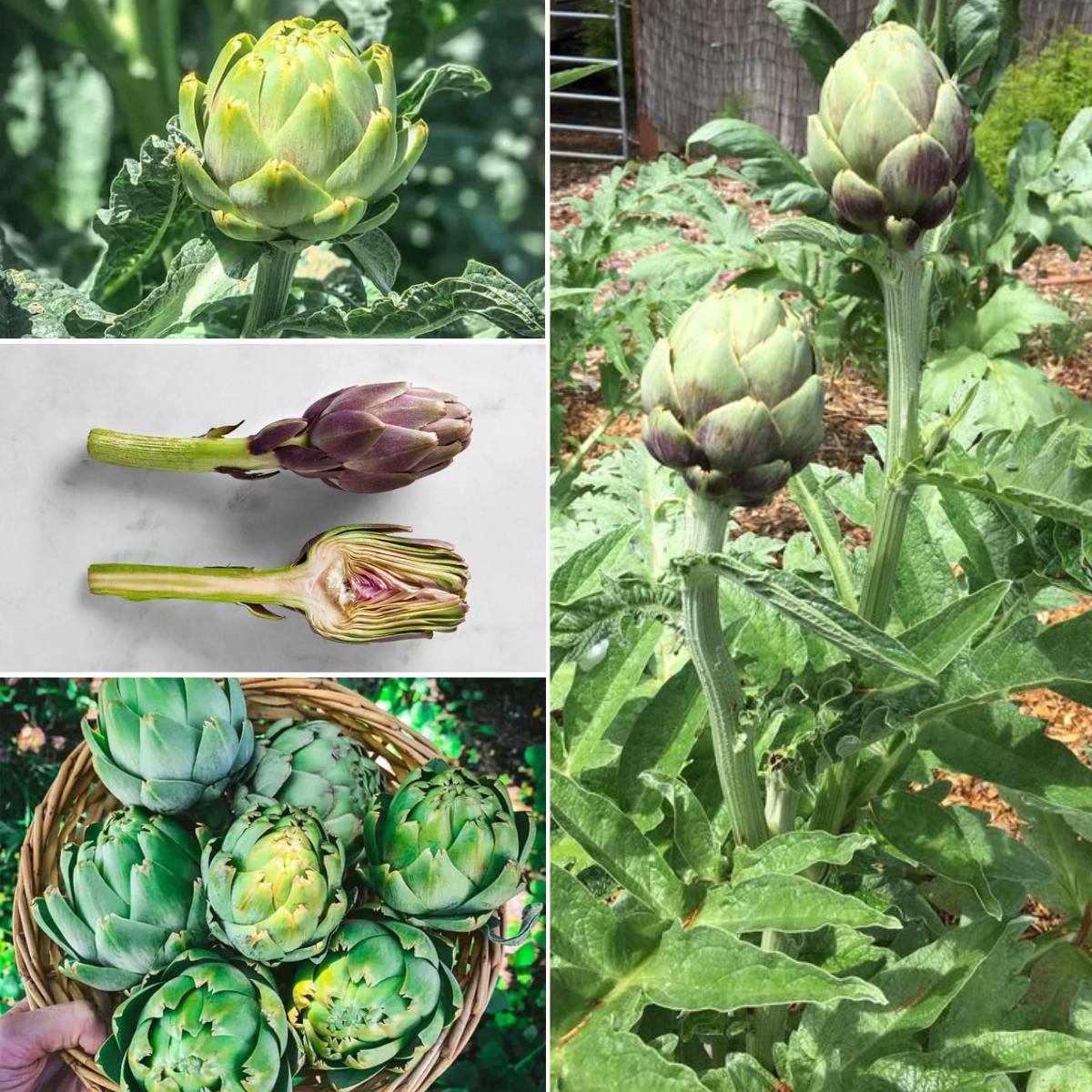 A Guide to Growing Artichoke Plant🌱