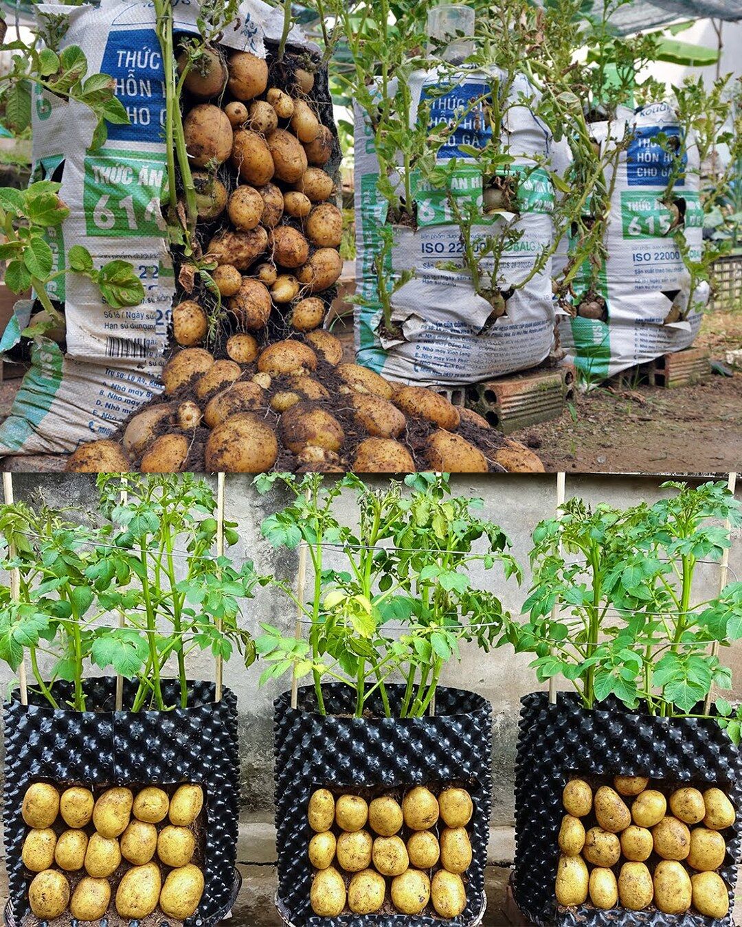 How To Grow Potatoes In A Container🌱