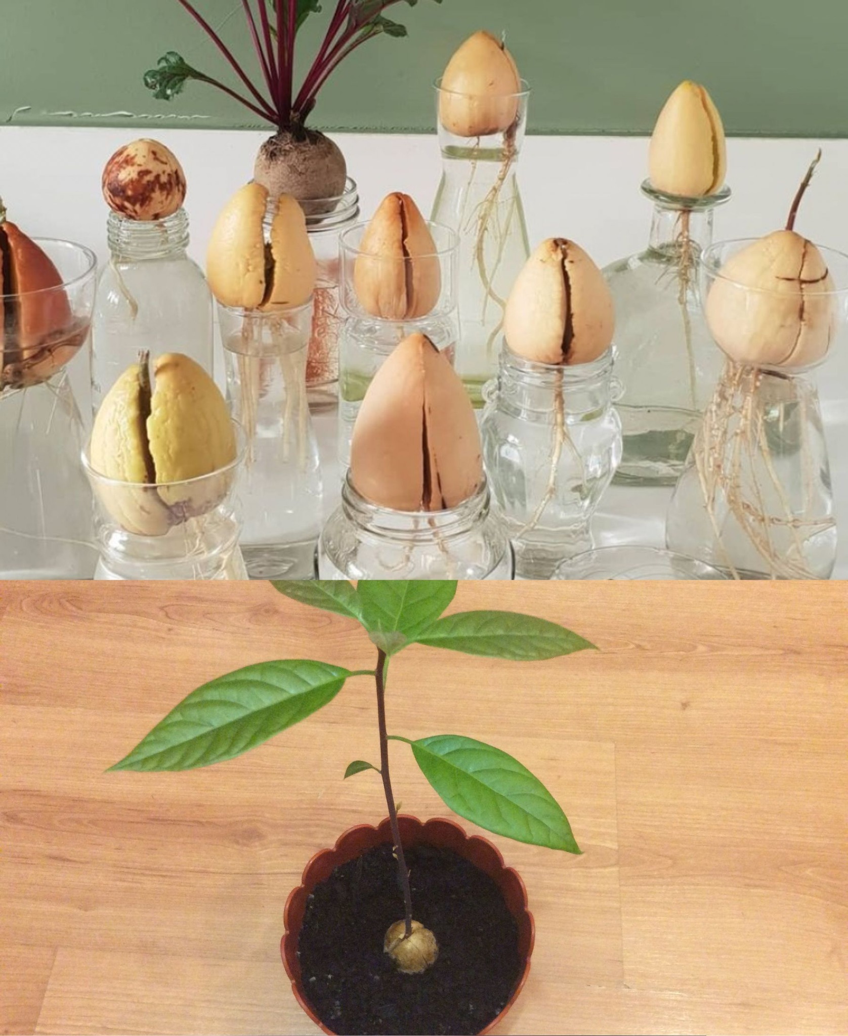 How to Grow Avocados in Containers🌱