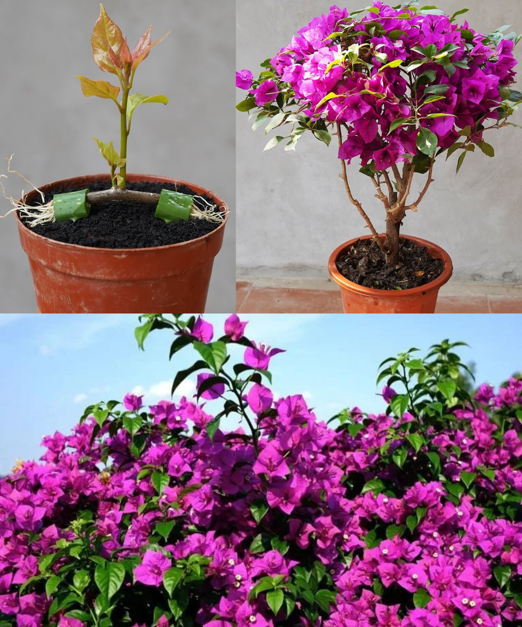 Easy Bougainvillea Propagation Using Layering with Banana🌱