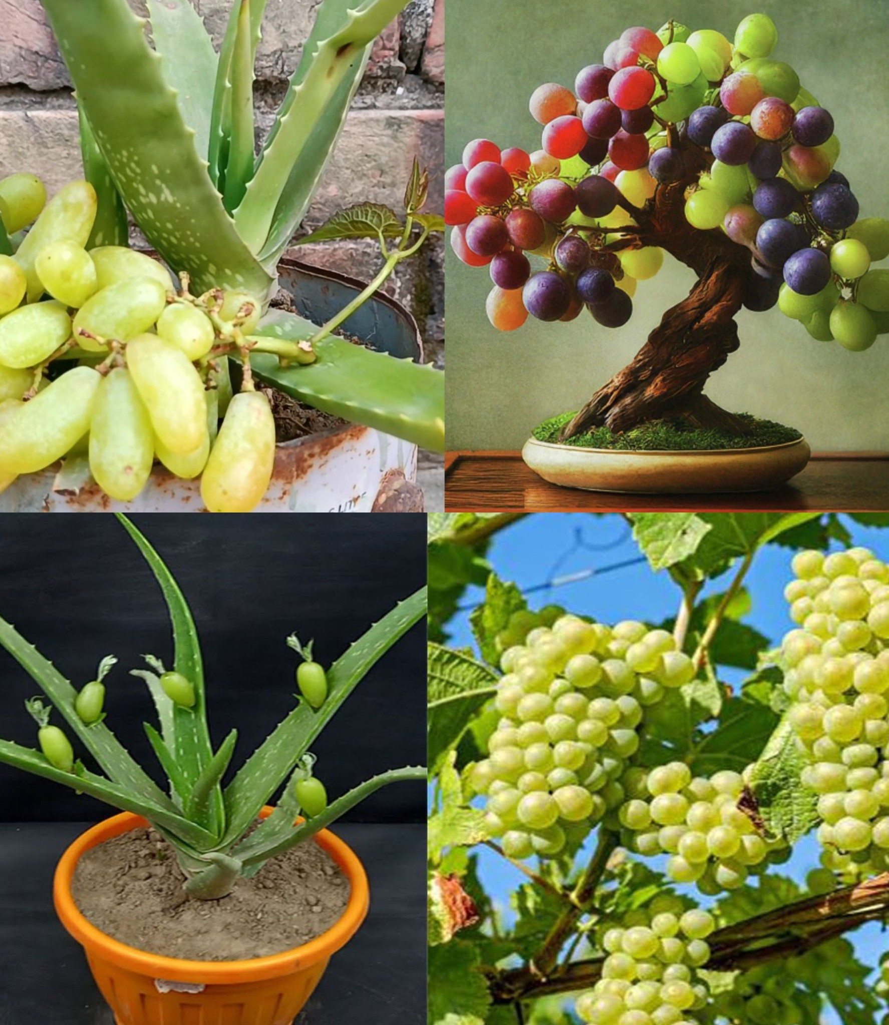 Growing Grape Plants from Grape Seeds with Aloe Vera in Water: An Easy Guide🌱