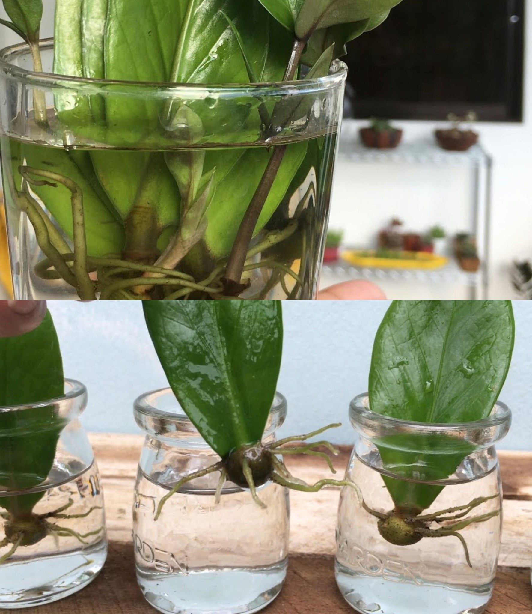 How to Easily Grow a ZZ Plant from Leaves in Water🌱