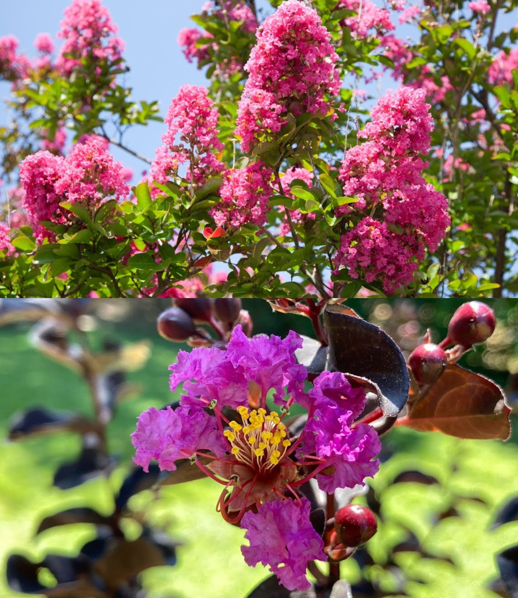 Best Way to Propagate Crape Myrtles from Cuttings: How to Grow Crepe Myrtle Cuttings🌱