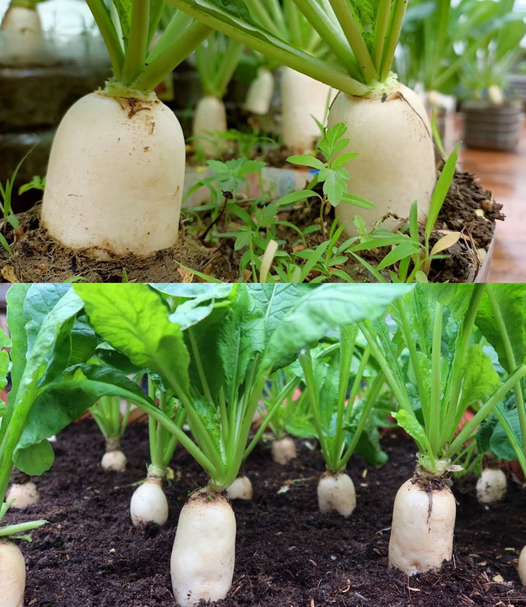 It Turns Out This Is The Most Effective Way To Grow Radish, Why Didn’t I Know It Sooner🌱