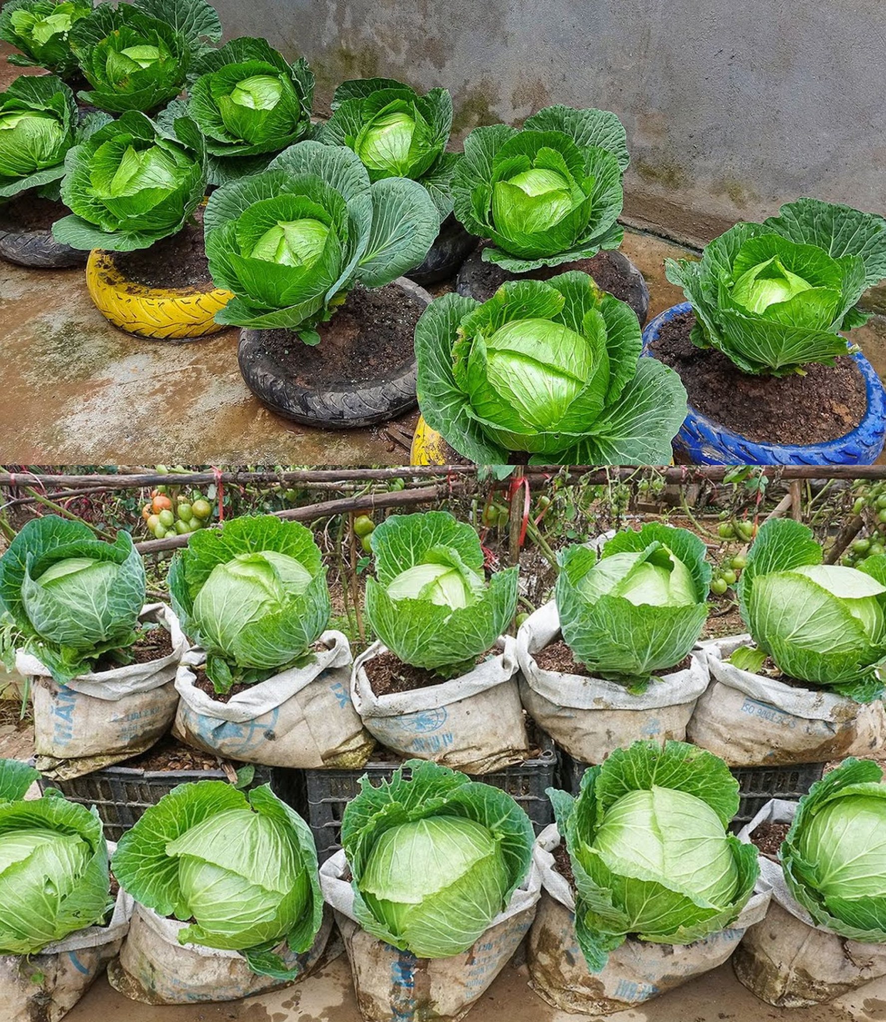 Super Simple Summer Cabbage Growing Tips, Always Have Clean Cabbage To Eat🌱