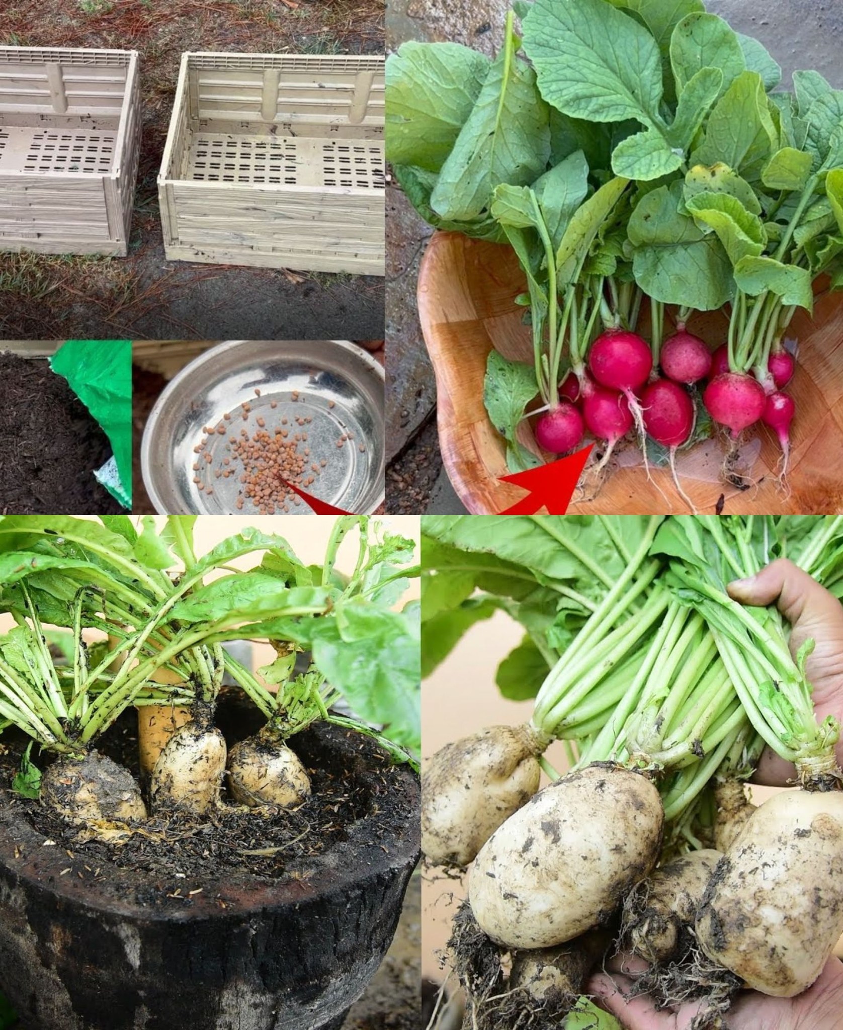 Brilliant idea. Recycling tires to grow Radish for more tubers Growing Radish from seeds🌱