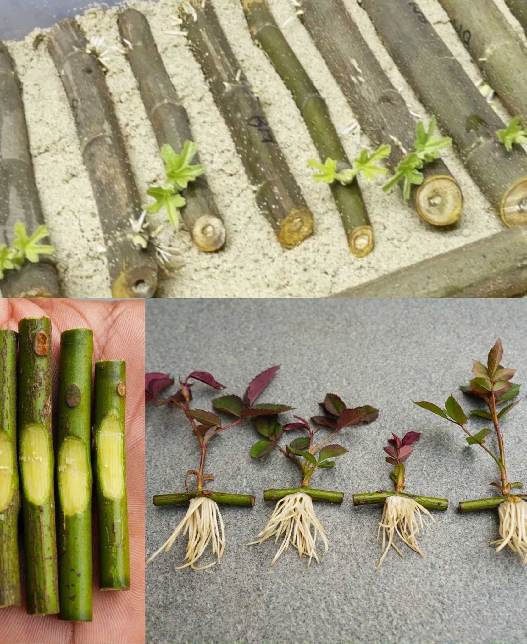 Easy Tips for propagating branches and leaves with sand in plastic bottles🌱