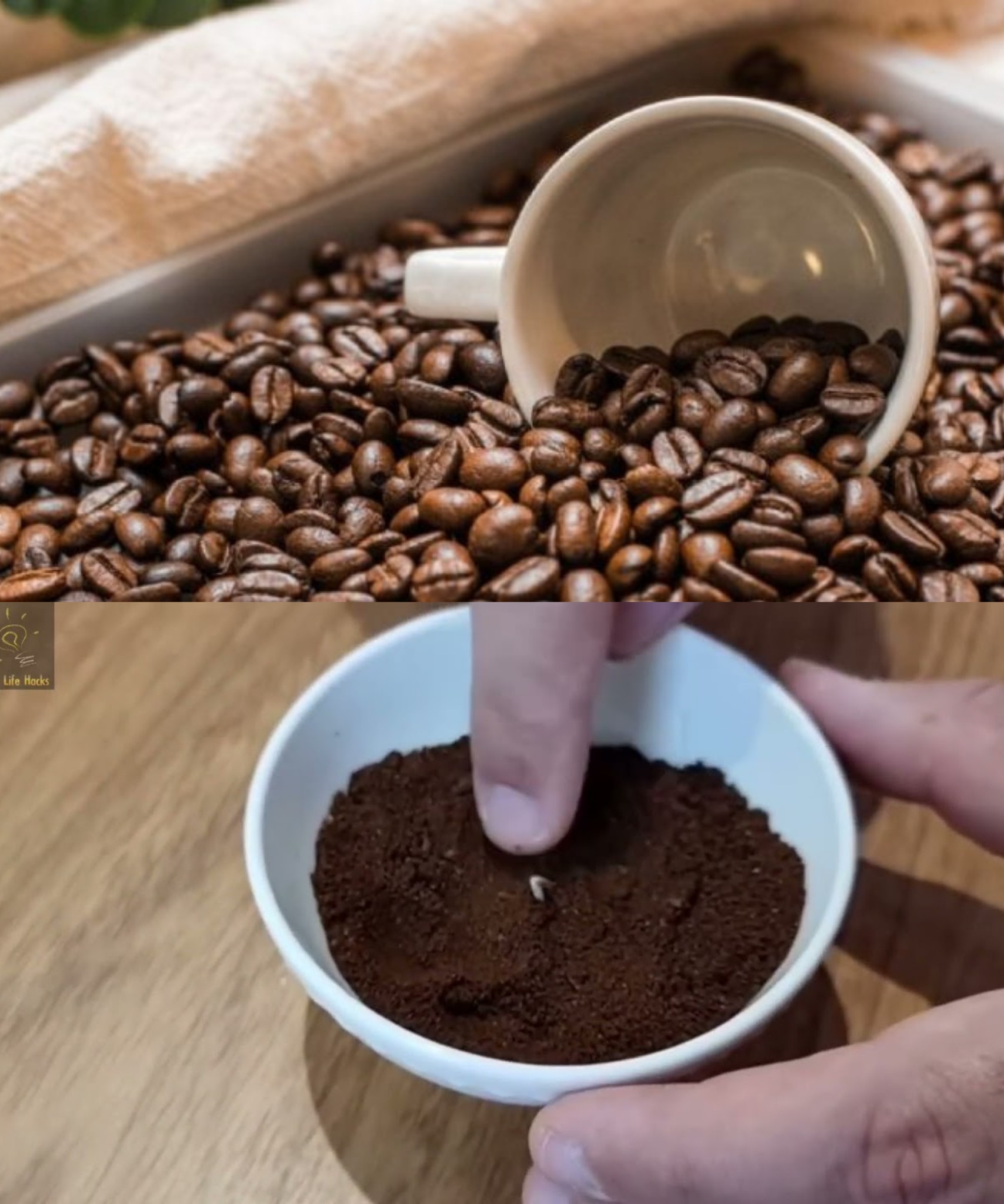 Ground coffee on the windowsills: solves a very common problem🌱