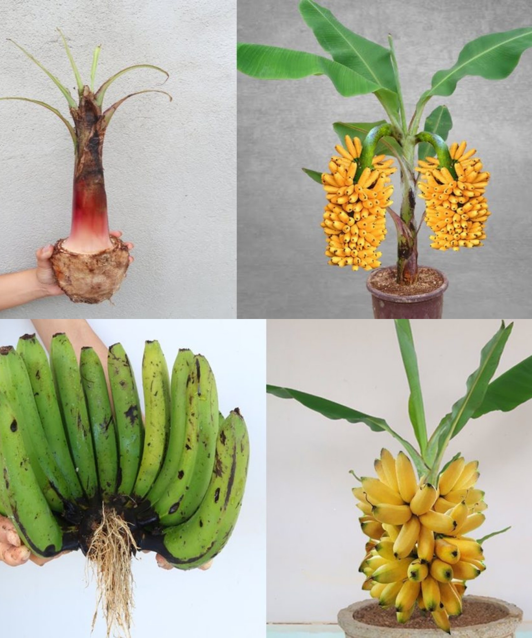 Simple tips to grow bananas at home for a lot of fruit🌱