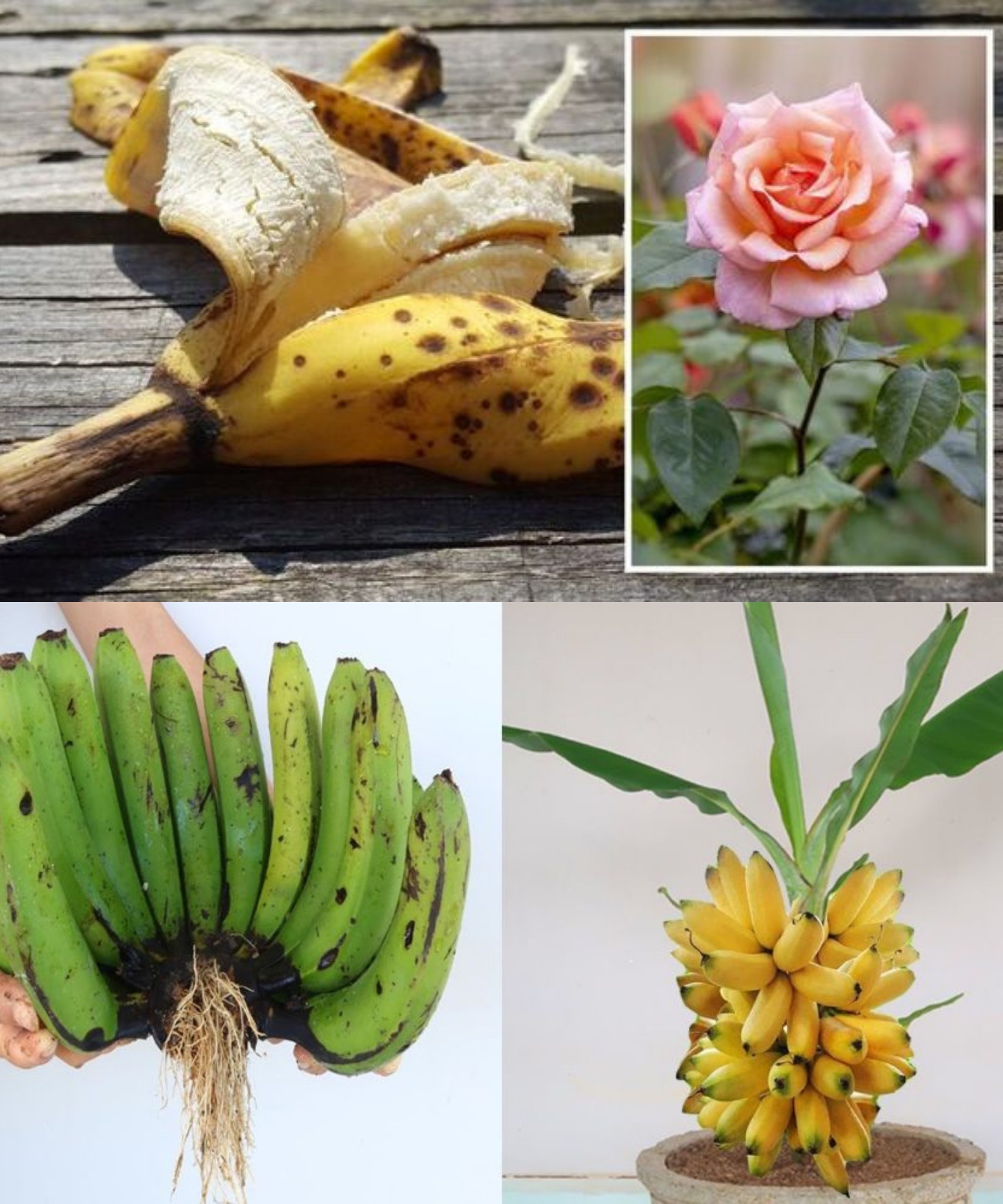 Pierce a banana and insert lemon seeds, the result will surprise you: what happens.🌱