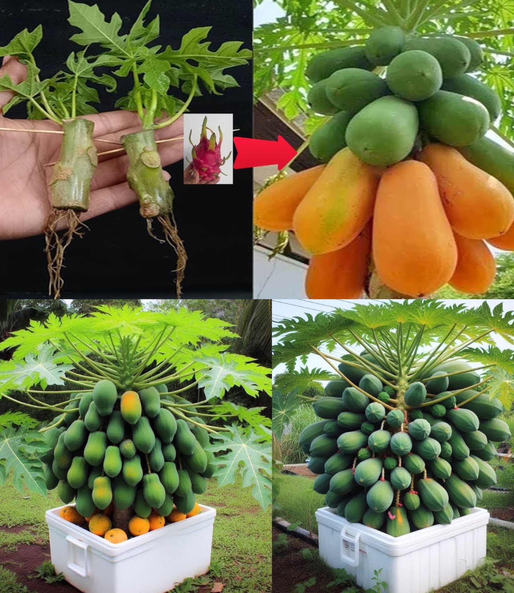 New Idea: How to Propagate a Papaya Tree in a Dragon Fruit Plant for 100% Fast Results Using These Simple Methods🌱