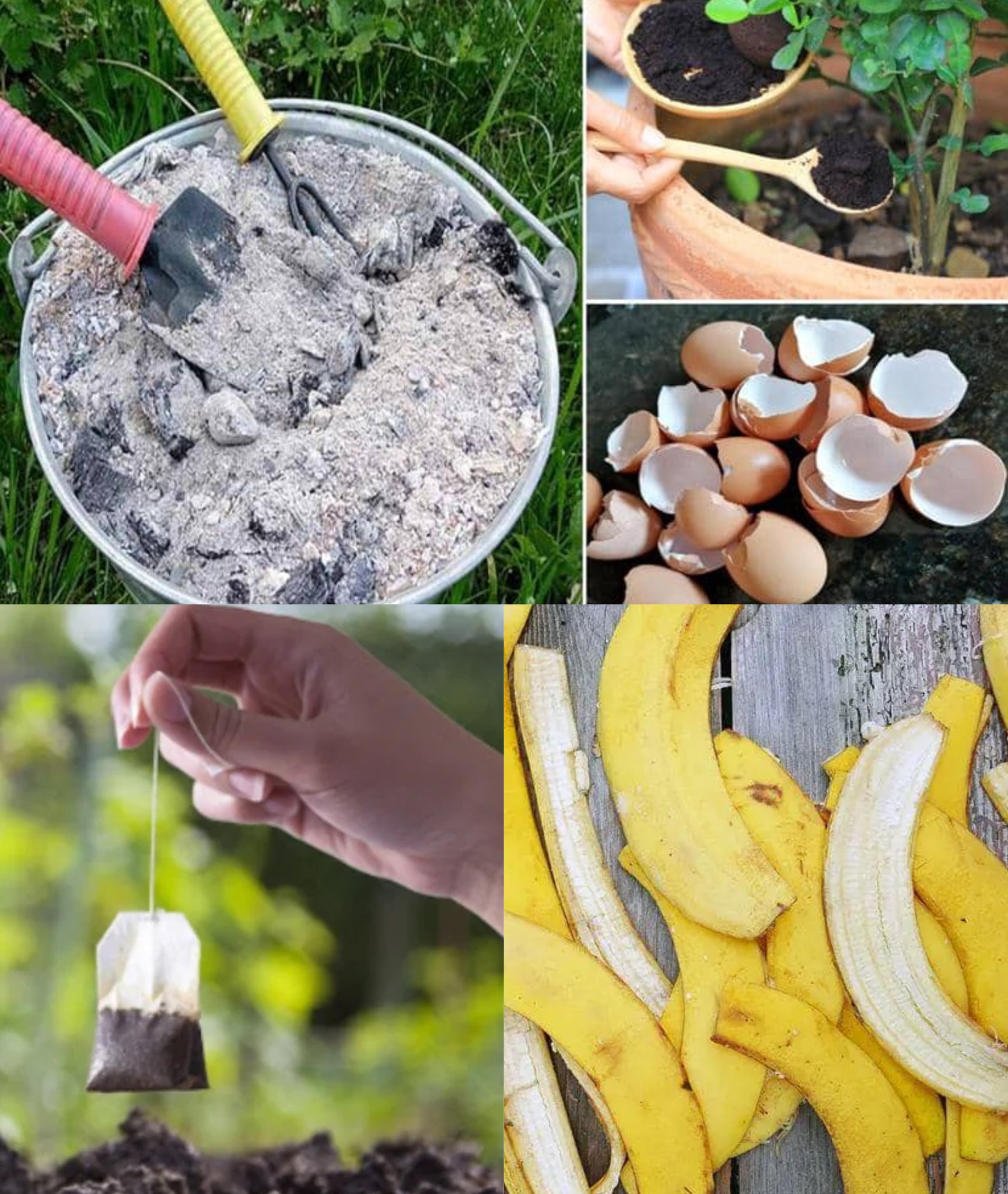 12 Homemade fertilizers for plants easy to find at home🌱