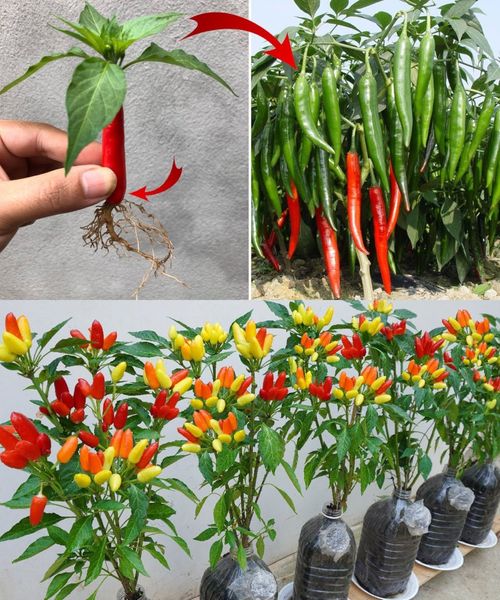 6 Amazing Secrets To Grow Peppers Faster, Bigger, And Better🌱