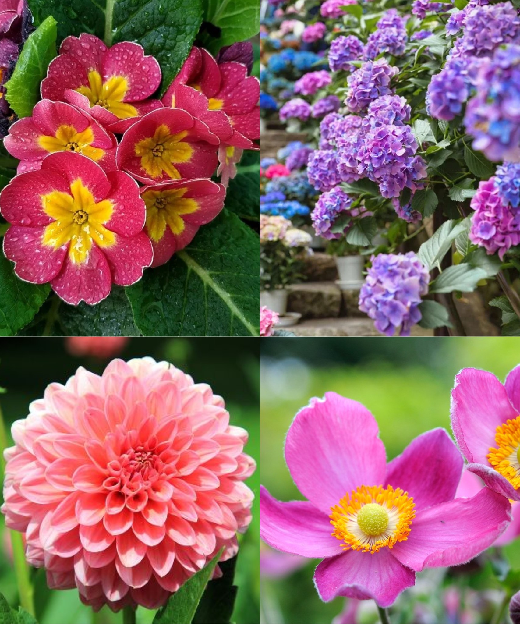 6 Tricks to Grow Most Colorful and Beautiful Flowers🌱