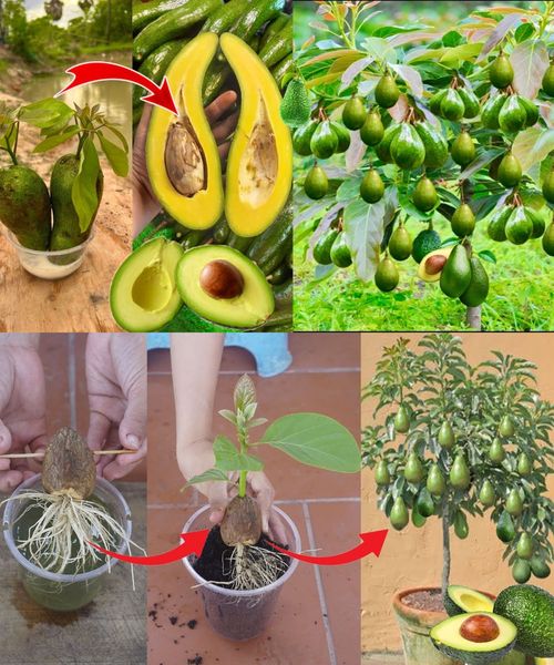 7 Tips To Successful Container Gardening With Avocado Trees🌱