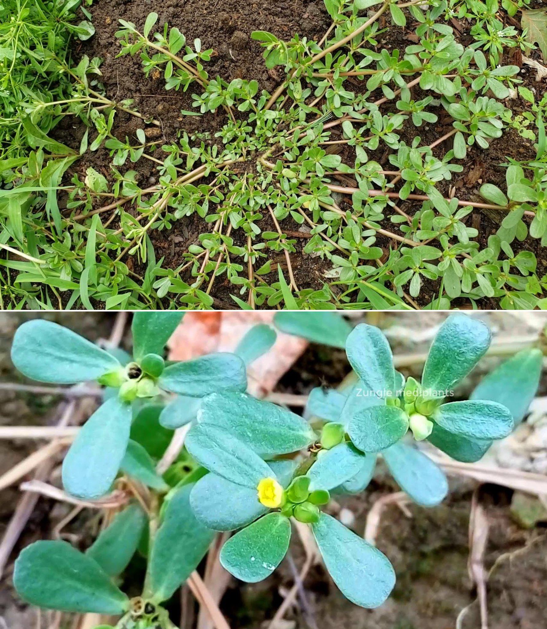 8 Reasons Why You Shouldn’t Pull Purslane and Should Use It🌱