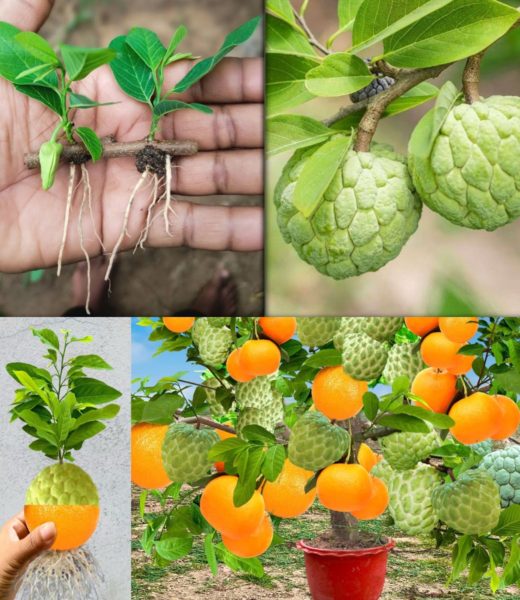 Amazing Grafting Growing a Sweetsop and Orange Hybrid for Abundant Harvests🌱