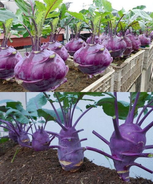 Amazing Tips, Growing Big And Beautiful Purple Kohlrabi On The Terrace 🌱