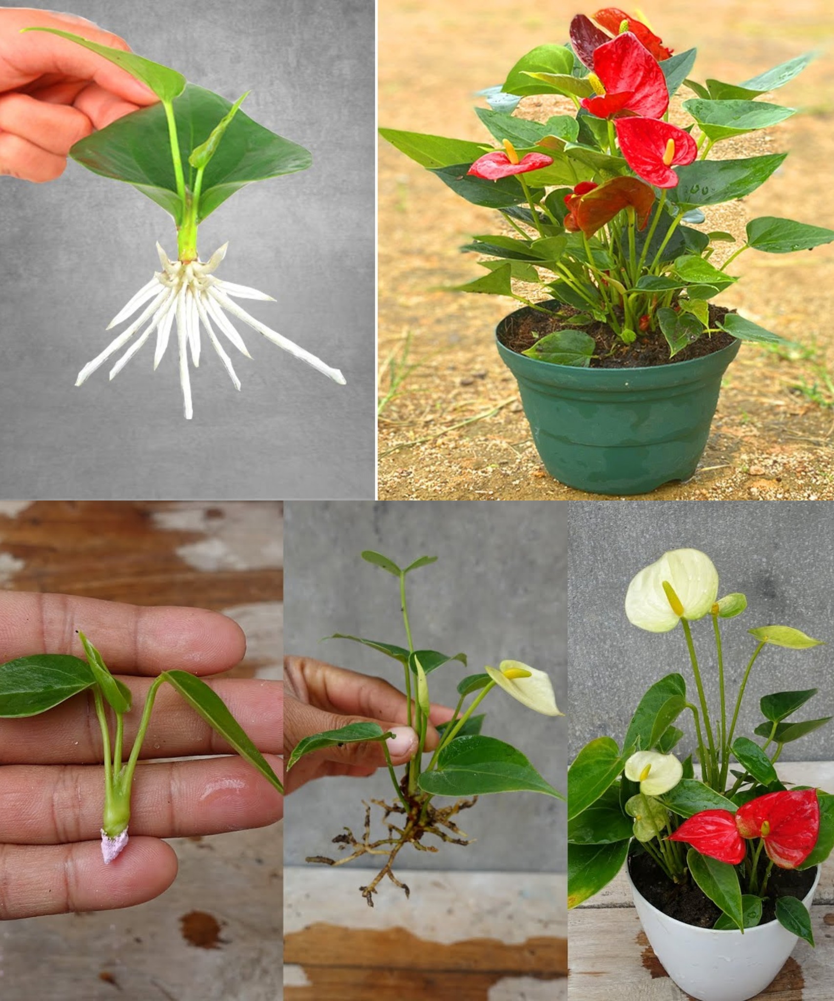 Anthurium, with this liquid the flowers will multiply in a few days🌱