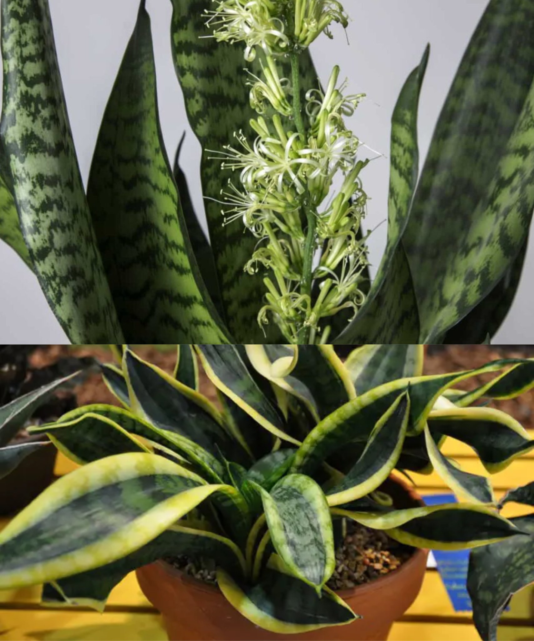 Apply these tricks to make a sansevieria bloom and perfume the whole house🌱