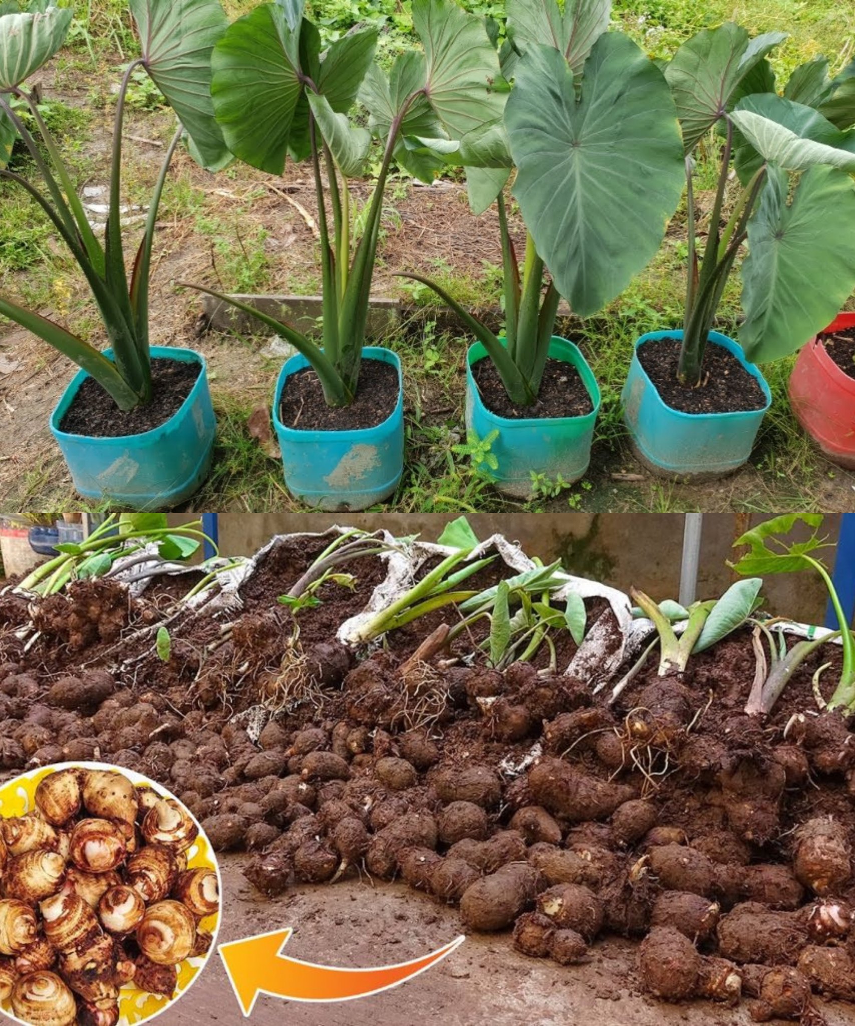 Beginner’s Guide Growing Taro in Old Sacks with Surprising Success🌱