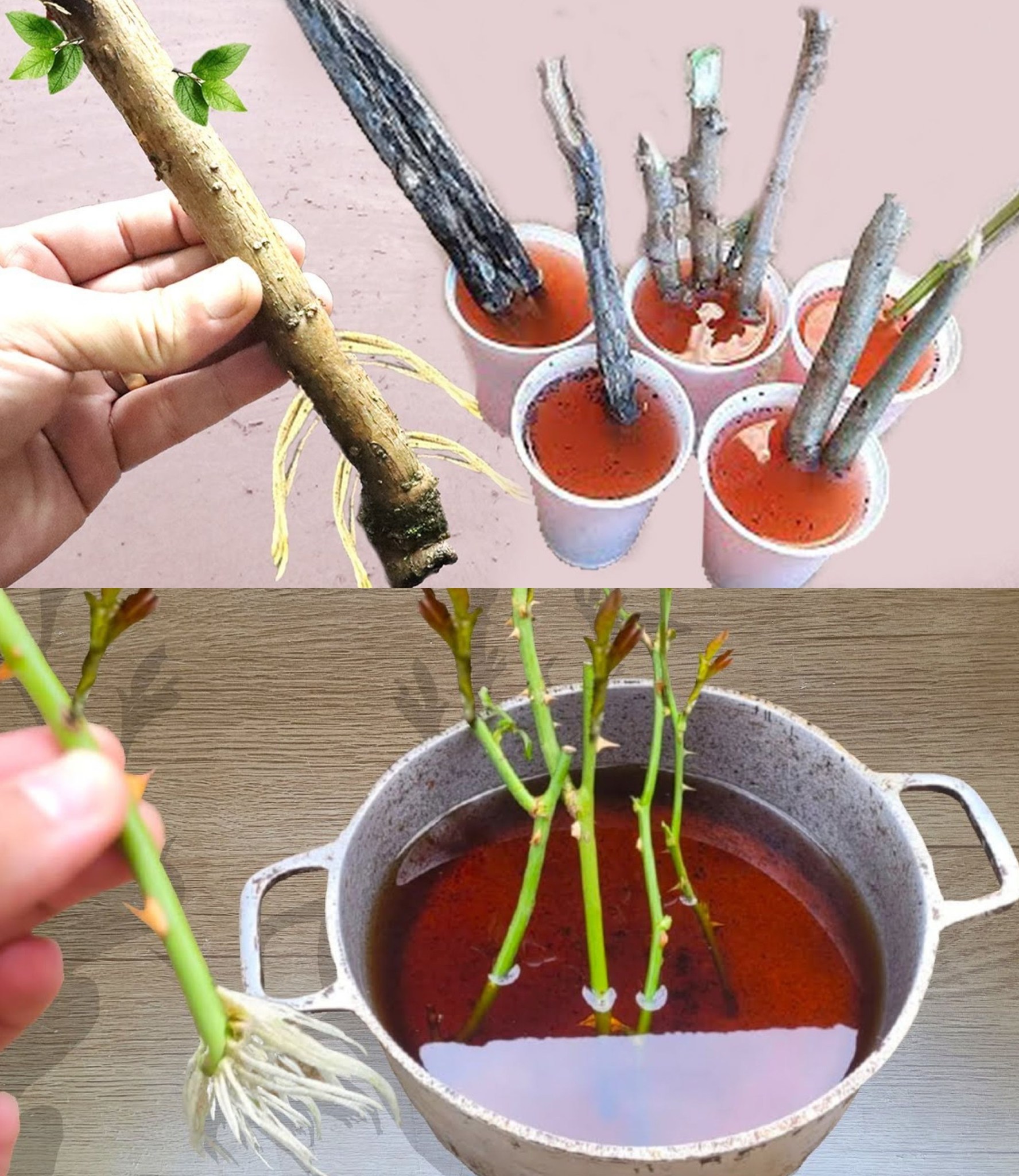 Best Technique to Create Roots on Any Branch (Without Spending Anything)🌱