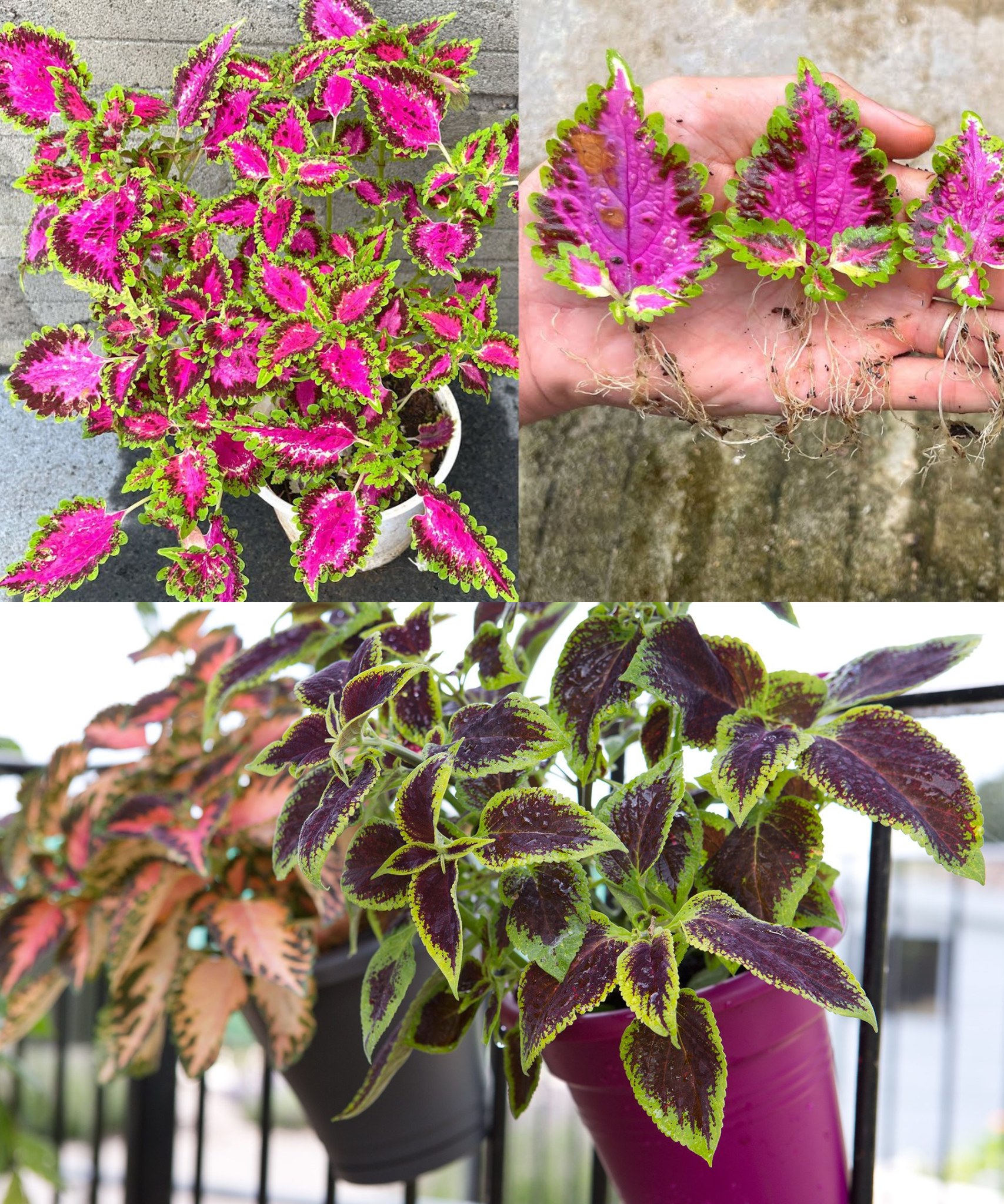 Discover how to grow Solenostemon easily from colorful leaves. A perfect guide for beginners in the world of gardening🌱