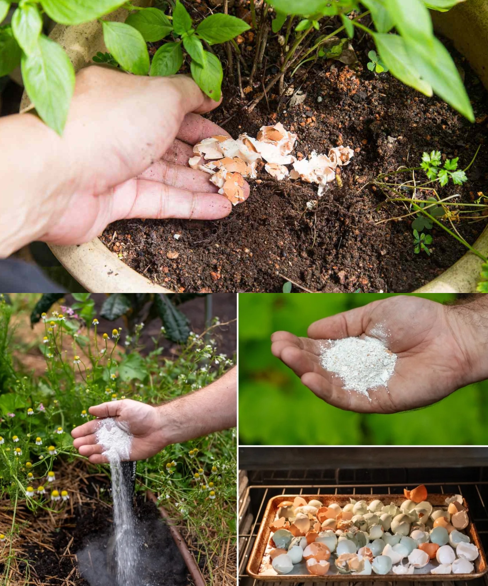 Don’t throw eggshells away: plant them in the garden, they work wonders🌱