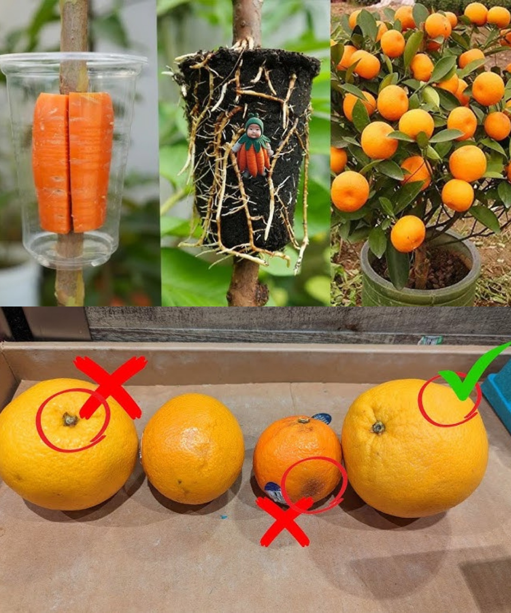 Easy Steps to Grow an Orange Tree from an Orange Fruit with Banana & Aloe Vera in a Glass of Water🌱