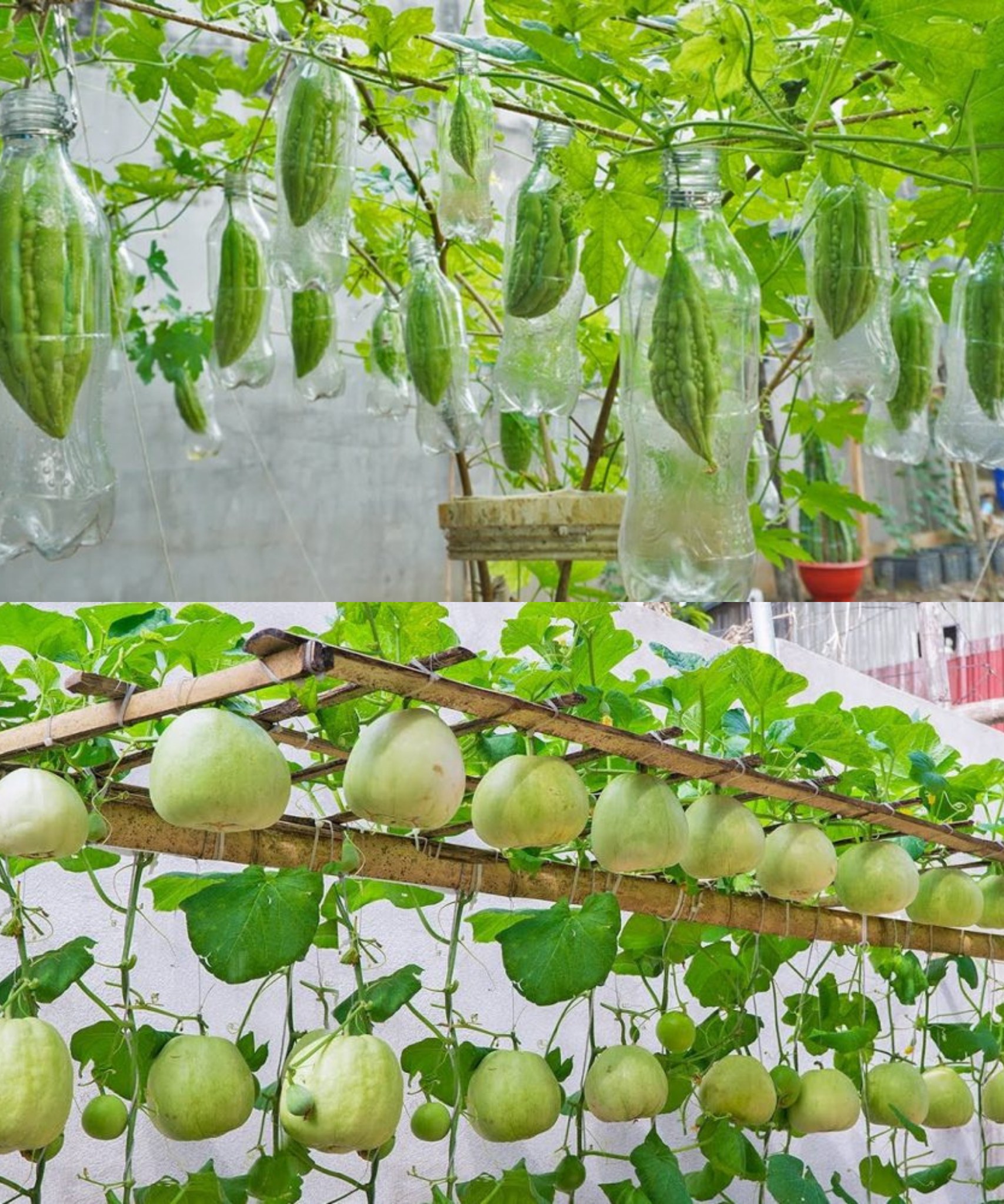 Easy and Effective How to Grow Honeydew Melon at Home and Harvest Every Day🌱