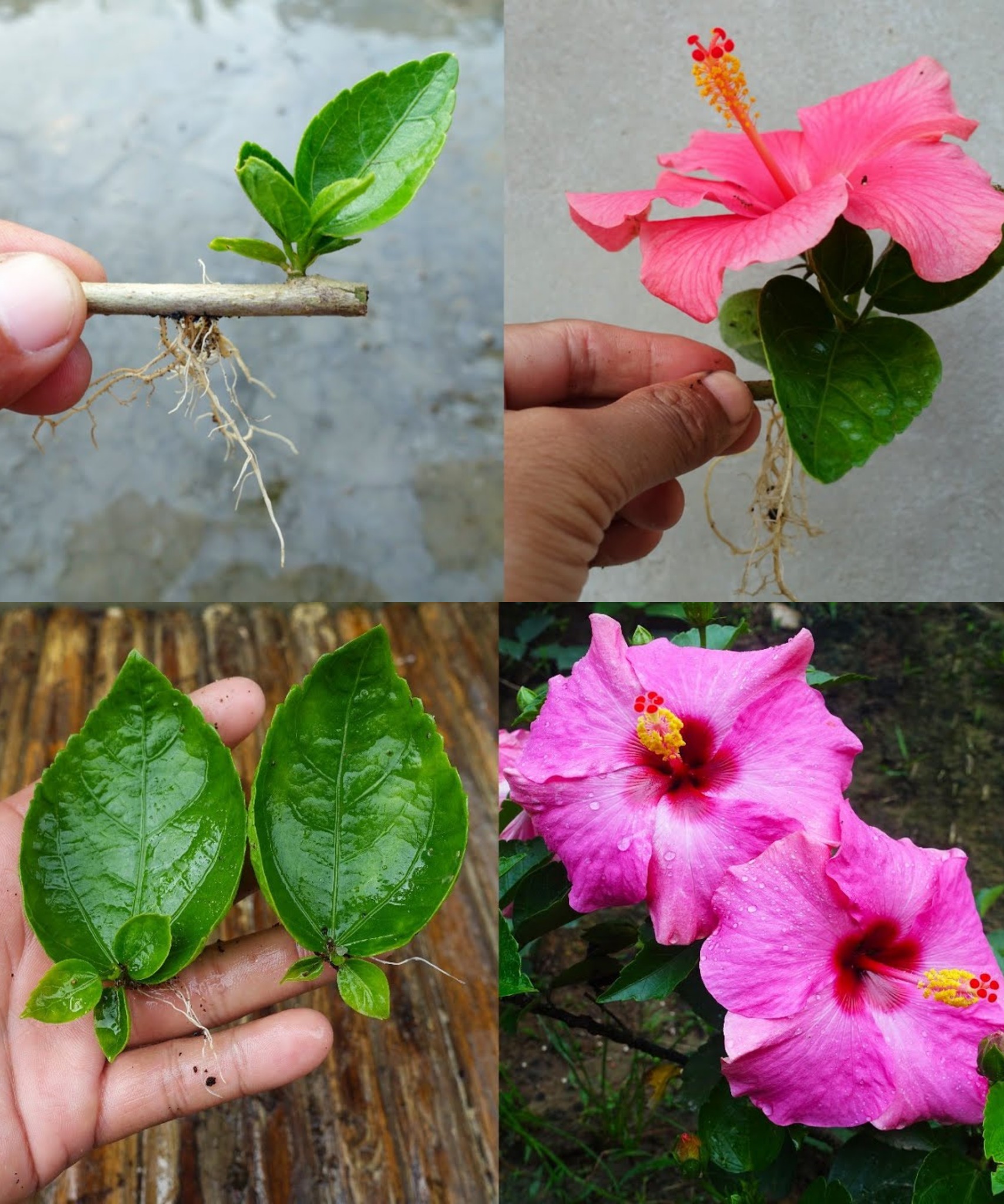 Easy and Effective Propagating Hibiscus Trees with Air Layering!🌱