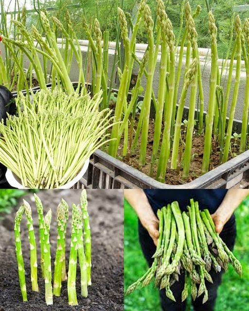 Grow Asparagus In Containers How To Enjoy This Perennial Vegetable Year-Round🌱