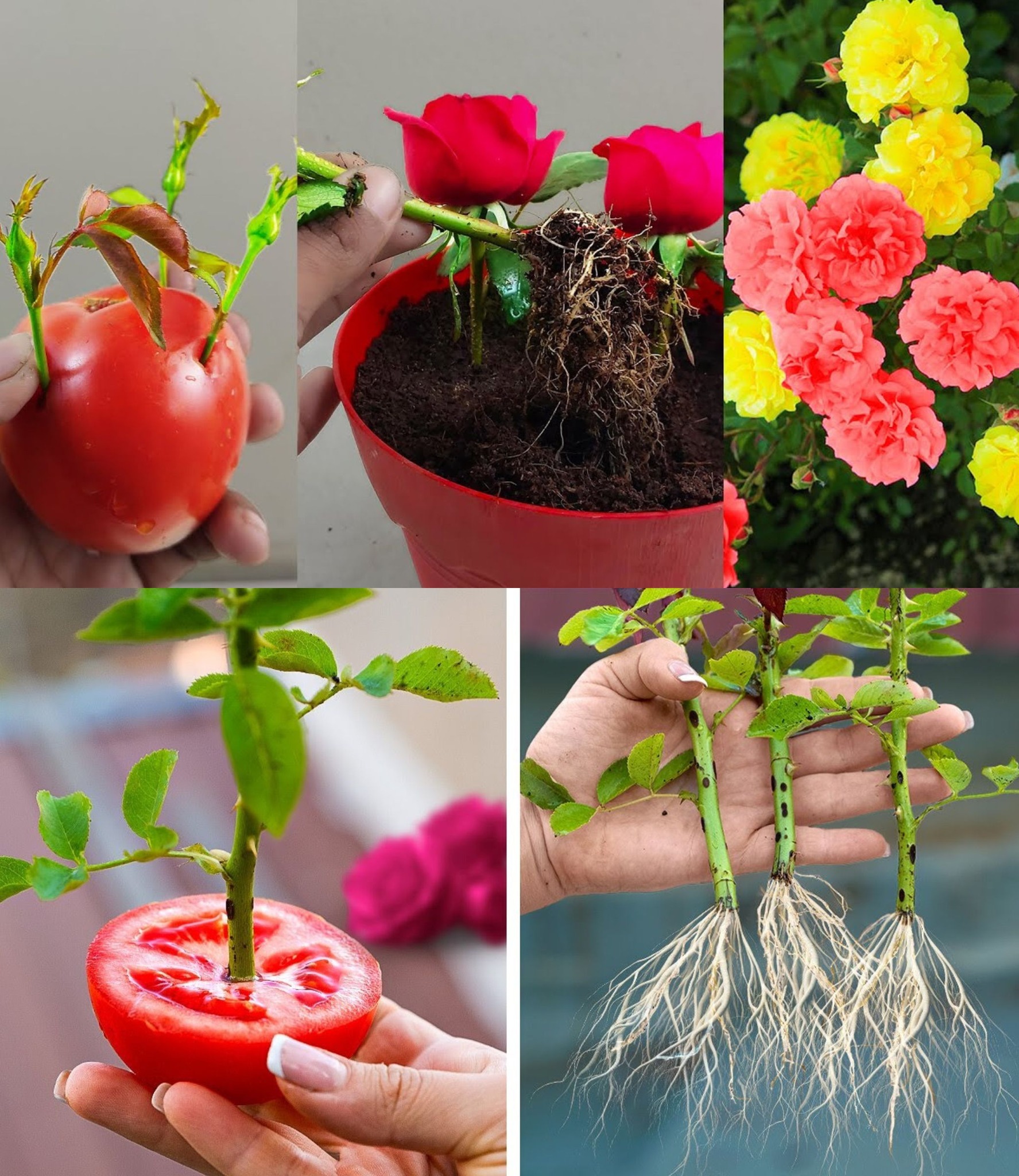 Quick and Easy Rose Propagation from Cuttings Using Tomato🌱