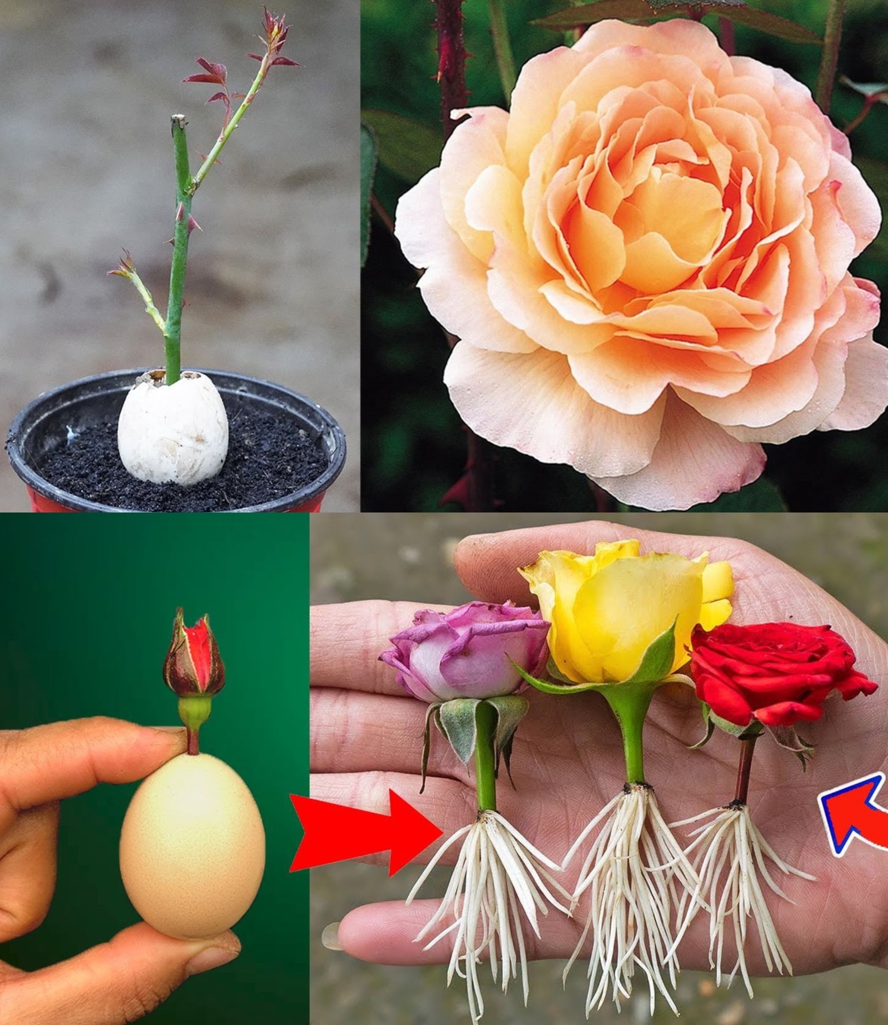 Growing Roses from Flower Buds with an Egg A Secret Method Revealed!🌱