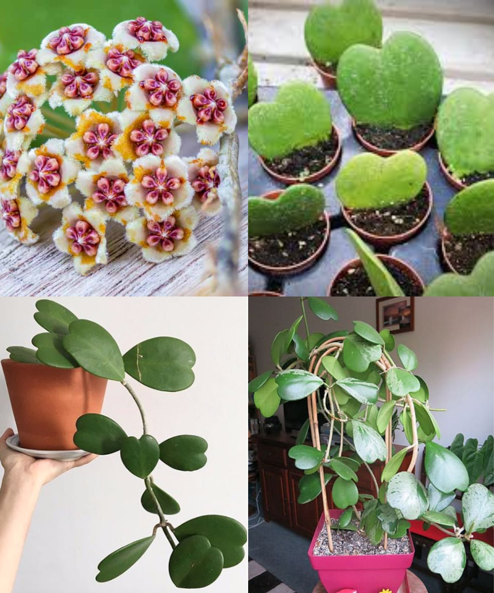 Growing and Caring for the Hoya Kerrii (Sweetheart Plant): Propagation Guide🌱