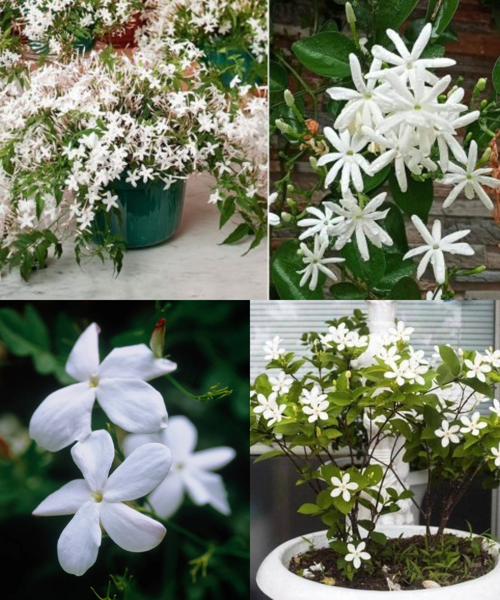 Guide and tips for growing Jasmine Indoors🌱