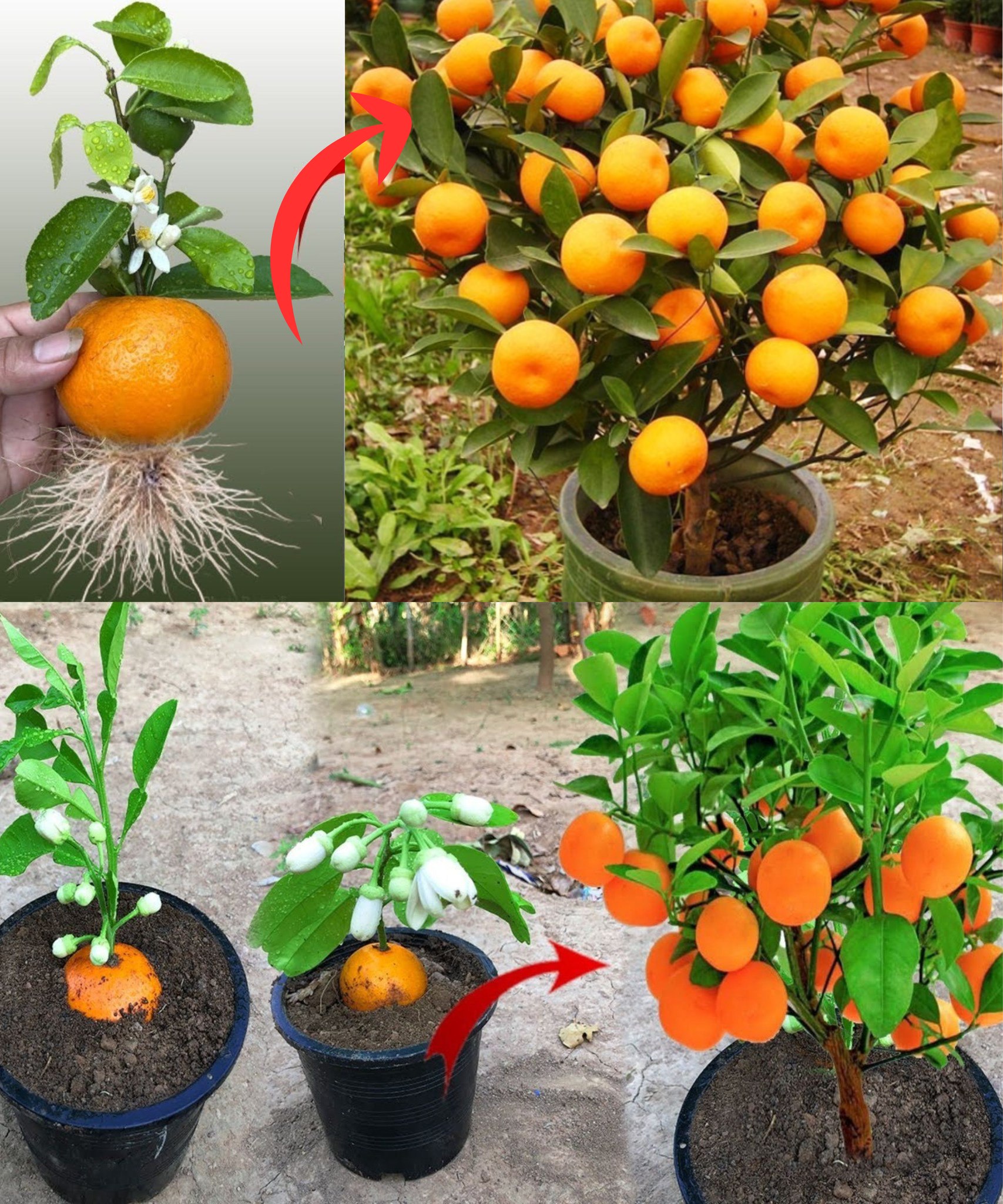 Here’s how to get infinite tangerines from just one fruit🌱