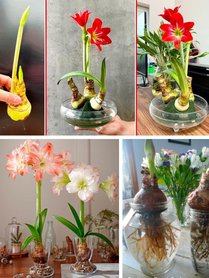 Grow Amaryllis in Water with Plastic Cups🌱