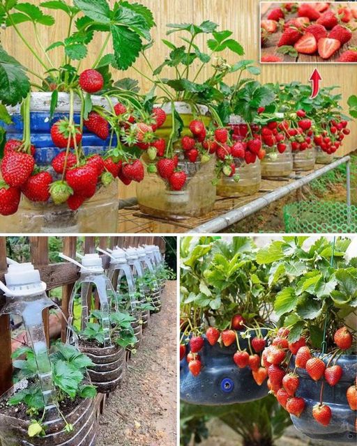 How To Grow Strawberries In Containers Everything You Need To Know From Soil To Harvest🌱